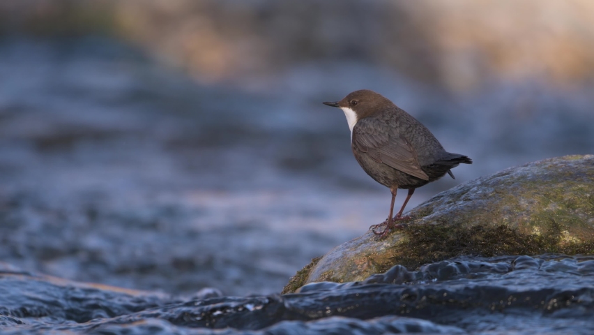 Slow motion of white-throated dipper cinclus cinclus standing on rock in fast flowing river then flying away Royalty-Free Stock Footage #1088263815