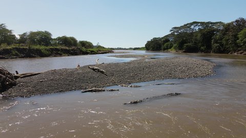 Aerial shot of the famous Tarcoles river with crocodiles in Costa rica. Top shot of big caiman, crocodiles in a brown river.