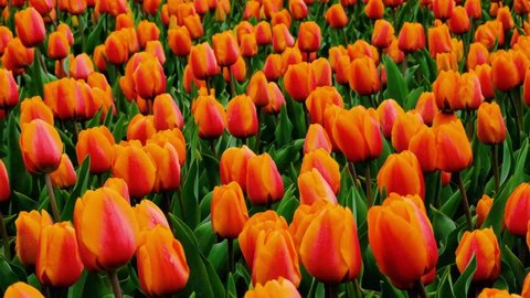 Close up view on Field or meadow of red and orange tulips. Tulips flowers sway in the wind. Floral spring video banner.