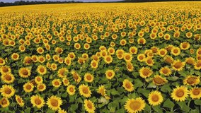 sunflower field. aero. top view. aerial drone video. A flying over sunflower fields. Blooming bright yellow sunflowers on farming field. summer day. Agriculture.