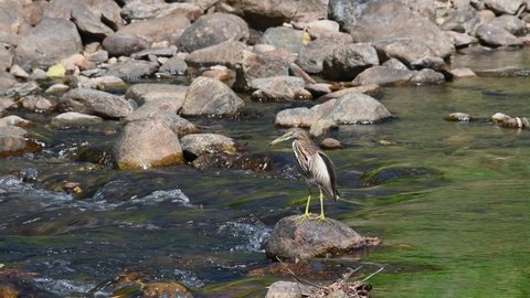 Standing on a rock in the middle of the stream during a windy day then flies away, Chinese Pond Heron Ardeola bacchus, Huai Kha Kaeng Wildlife Sanctuary, Thailand.