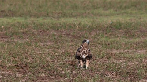 Facing towards the camera then steps forward as another tries to attract it from behind, lack-eared Kite Milvus lineatus Pak Pli, Nakhon Nayok, Thailand.