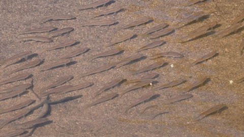 School of fish in the stream diagonally arranged while feeding together and then they all got frightens going to the right, Poropuntius sp., Huai Kha Kaeng Wildlife Sanctuary, Thailand.