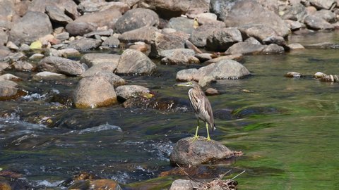 Just standing in the middle of the flowing stream on a rock while facing to the left, Chinese Pond Heron Ardeola bacchus, Huai Kha Kaeng Wildlife Sanctuary, Thailand.