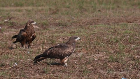Two individuals facing to the right as another lands and others fly, Black-eared Kite Milvus lineatus Pak Pli, Nakhon Nayok, Thailand.