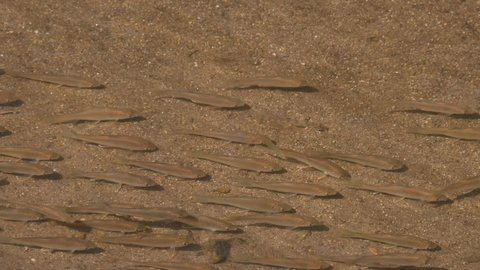 A school of fish concentrated in the bottom part of the frame then theye to the right together, Fish in the Stream, Poropuntius sp., Huai Kha Kaeng Wildlife Sanctuary, Thailand.