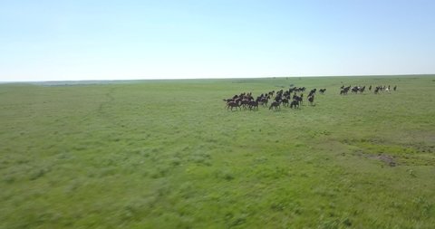 Aerial drone shot of a herd of wild horses running through green prairie grass in the Kansas flint hills.