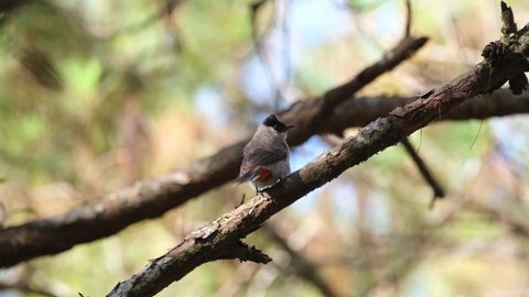 Perched on a pine branch and thenes to the right climbing up the tree to disappear, Sooty-headed Bulbul Pycnonotus aurigaster, Phu Ruea, Ming Mueang, Loei in Thailand.