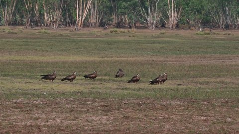 A flock resting while others land and others take off in turns, Black-eared Kite Milvus lineatus Pak Pli, Nakhon Nayok, Thailand.
