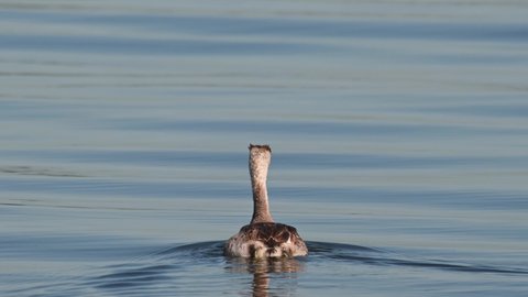 Followed by a boat while being filmed as it looks to the right, Great Crested Grebe Podiceps cristatus Bueng Boraphet Lake, Nakhon Sawan, Thailand.