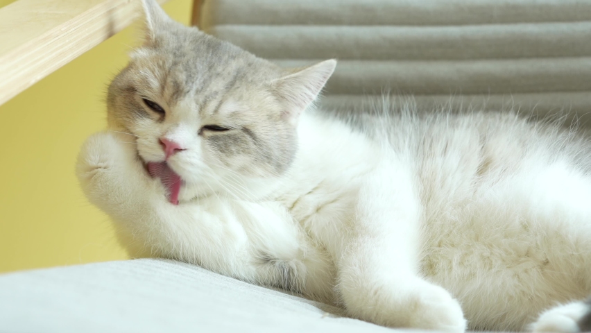 Munchkin cat grooming itself at home. cat licking paws and washing face. | Shutterstock HD Video #1088268779