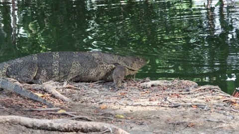 An Asian water monitor lizard was sunning on the watercourse bank, sticking its tongues out and looking around for something before crawling down into the water and swimming away.