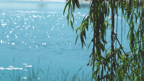 Leaves Of Willow Tree Growing in the middle of blue water. Green willow foliage swaying in the wind. Autumn nature landscape Fresh green willow branches swaying in breeze on bokeh lake background