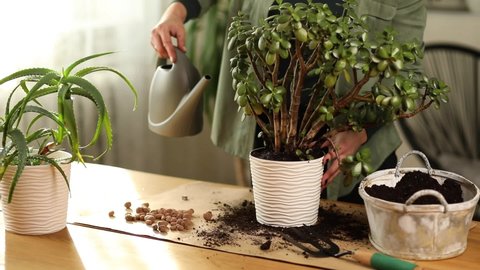 Woman watering Crassula plant at home after transplant plant into new pot, housewife, florist take care of domestic flowers, pour liquid, fertilize enrich dry ground, horticulture, gardening concept