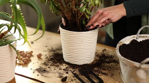 Woman putting fibre soil by hands, transplanting Crassula plant into new pot at home, Replanting the plant into the pot Hobbies and leisure, Concept of home garden, green house, Biophilia design.