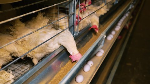 Large white chicken eggs are produced by laying hens sitting in huge cages under low light in a large poultry farm.
