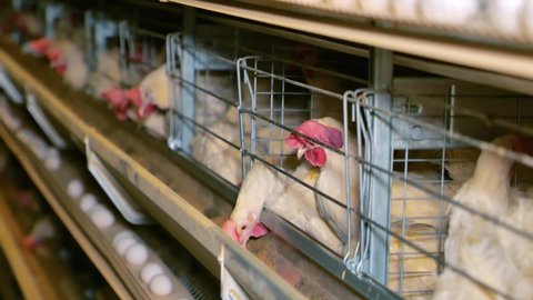 Large white chicken eggs are produced by laying hens sitting in huge cages under low light in a large poultry farm.