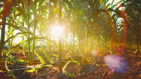 green maize corn crop in agricultural field with sunlight and lens flare, animal feed agricultural industry, low angle and dolly in shots, slow motion