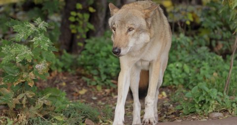Wolf (Canis lupus), also known as the gray wolf is the largest extant member of the family Canidae. Wolves are the largest wild member of the dog family.