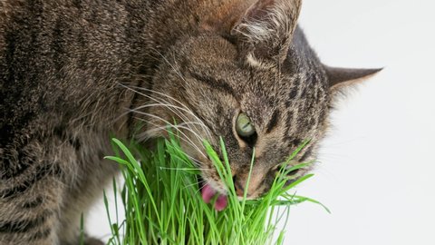 Tabby cat eats green oat grass sprouts on white background. Close-up view.