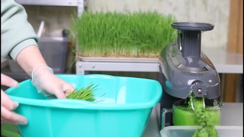Preparation of healthy juice from raw micro greens. Extraction of wheatgrass juice using a professional electric juicer. A woman in gloves puts wheat sprouts into a juicer. 
