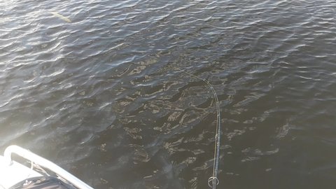 On a sunny November day, a fisherman from a boat floating slowly along the river bank caught a predatory fish pike with his spinning rod on a wobbler. There were ripples on the water from the wind