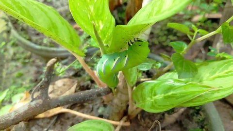 the process of evacuating Manduca sexta caterpillars that want to eat flower leaves