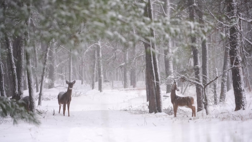 Family Of Deer In Woodland Covered In Snow At Winter In New Jersey, USA. wide Royalty-Free Stock Footage #1088280203