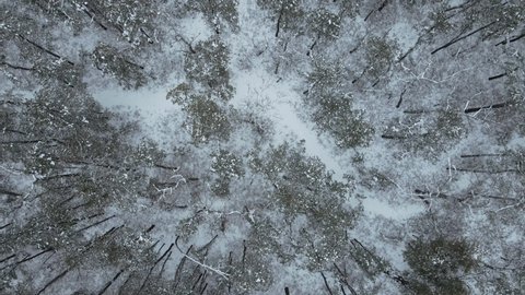 Flyover Snow Covered Treetops In A Forest In New Jersey In Winter - aerial shot