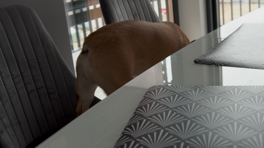 French Bulldog Walks On The Chairs In The Dining Area In The House. close up