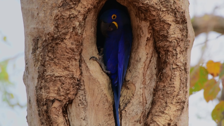 Close up view of Hyacinth Macaw its tree nest, Pantanal, Mato Grosso, Brazil