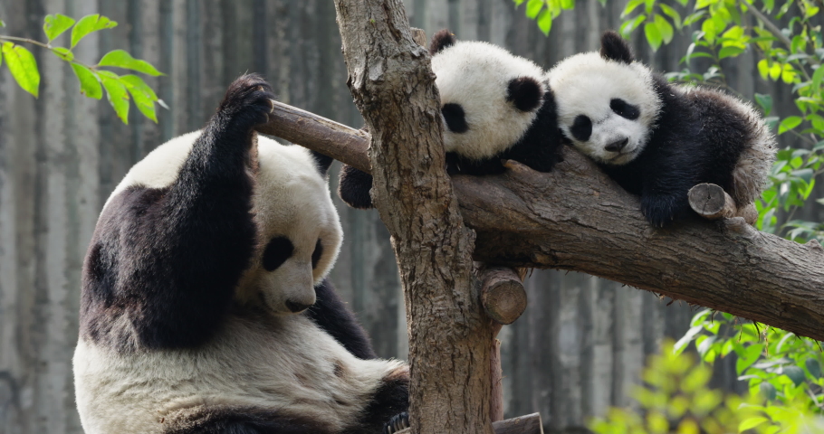 Lovely giant panda bear family relax on the tree, two panda cub sleeping together panda mother sitting beside baby | Shutterstock HD Video #1088282783