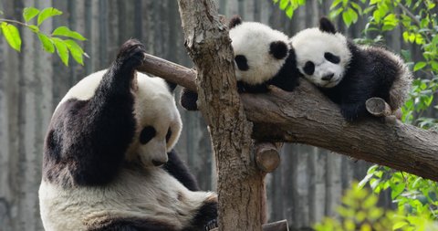 Lovely giant panda bear family relax on the tree, two panda cub sleeping together panda mother sitting beside baby