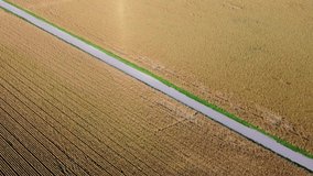 Steady aerial shot of car driving on a country road through a cornfield in summer