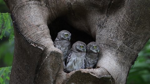 Spotted owlet (Athene brama) is a small owl that breeds in tropical Asia, pair living in the tree hole in nature