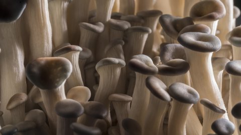 Time-Lapse of editable white mushrooms growing.