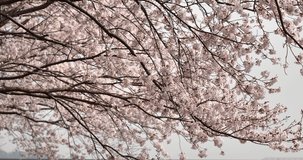 Panning video of cherry blossoms in full bloom.