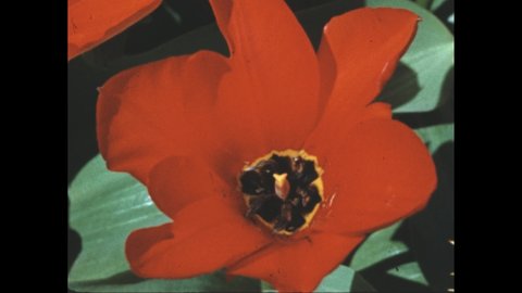 1950s: Center of a red tulip. Pussy willows against blue sky. Close-up of pussy willows.