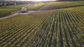 Drone Aerial fly over winery grape vine rows vineyards in country side in Australia with natural sunset