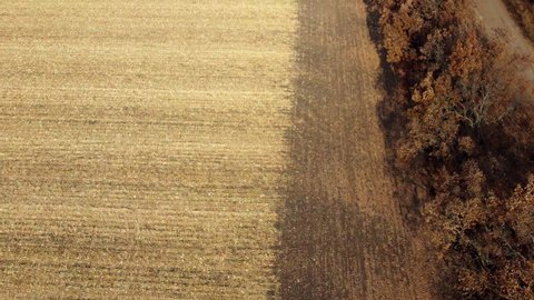 Aerial Drone View Flight Over on Cornfield with Yellow Straw After Harvest on Sunny Autumn Day. Harvesting, Agrarian and Agricultural Works, Farming. Straw field, Stubble field. Rural Country Scenery