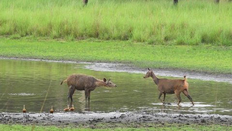 full shot of alert sambar deer or rusa unicolor and small flock of Lesser whistling duck teal birds in water during outdoor wildlife safari at bandhavgarh national park madhya pradesh india