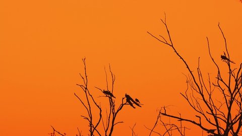 silhouette of indian peafowl or Pavo cristatus small flock of birds perched on dead tree during winter sunrise or golden hour light at ranthambore national park forest rajasthan india