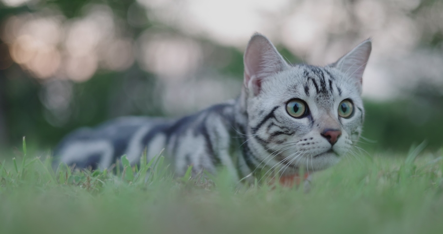 Adorable American shorthair kitten playing in the park and looking around.