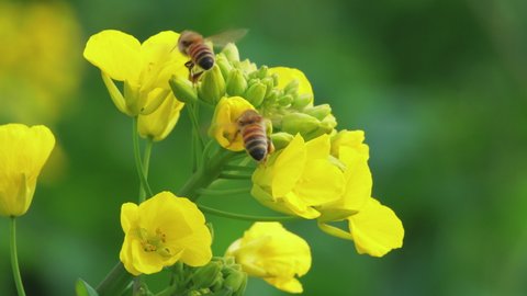 Two honey bees flying around yellow rape seed flowers in spring field bee pollinate 4k clip