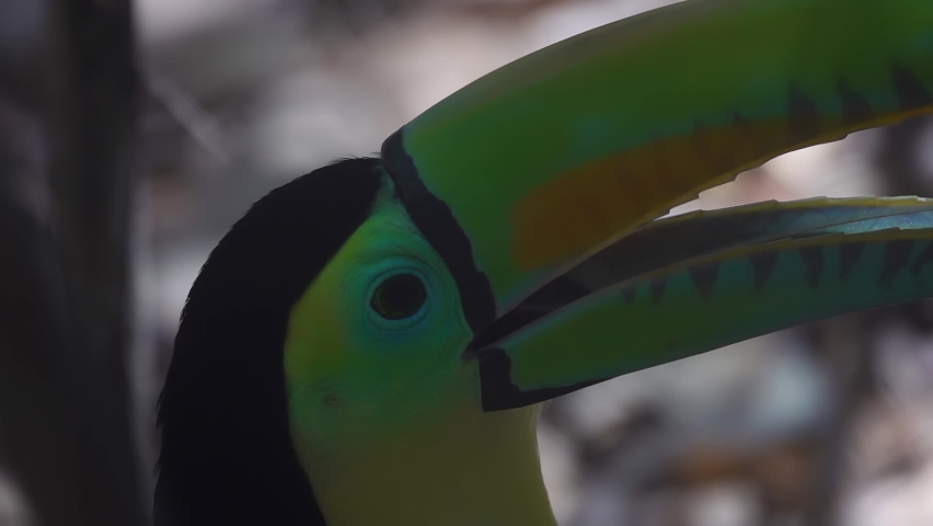 Keel-Billed Toucan Bird Ramphastos sulfuratus