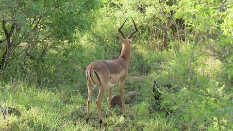 Male black heels impala in the nature reserve Hluhluwe National Park South Africa