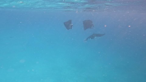 Three Reef Manta Rays Swims in Blue Water. Mobula Alfredi in Laccadive Sea. Underwater Shot of Marine Animal.