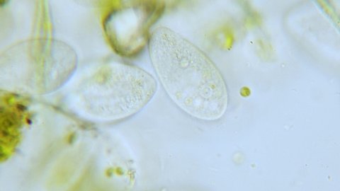 Paramecium high density population in microscope bright filed