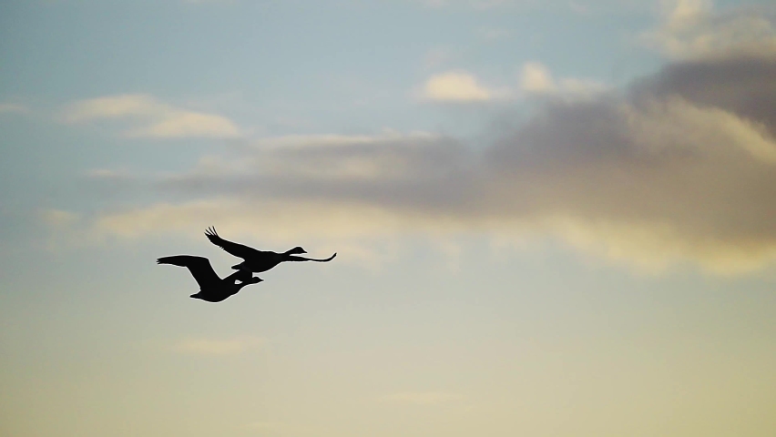silhouette of two flying geese Against Warn Orange Sunset Skies. Slow Motion, synchronized flapping wings. tracking shot Royalty-Free Stock Footage #1088294659