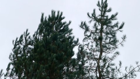 Low angle view of green pinus wallichiana coniferous evergreen trees on a cloudy daytime.